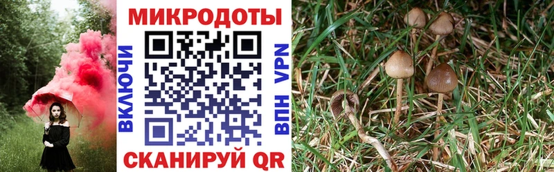 Псилоцибиновые грибы мухоморы  где найти наркотики  Грайворон 